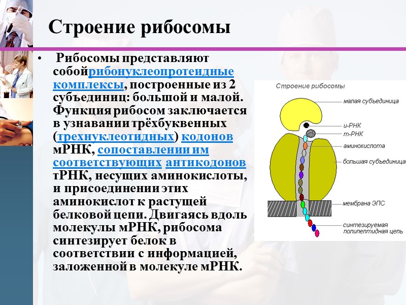 Строение рибосомы  Рибосомы представляют собойрибонуклеопротеидные комплексы, построенные из 2 субъединиц: большой и малой.